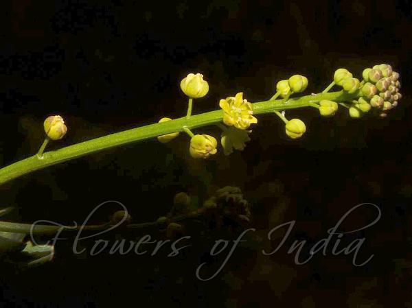 Scurvy-Grass Yellow Cress